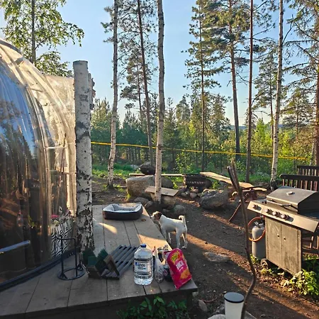 Dome In The Dog Forest Dogs Free To Roam * Turenki